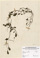 藏品(虎葛)的圖片